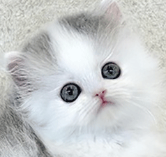 7878.gif