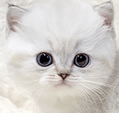r2.gif