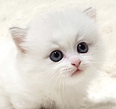b1.gif