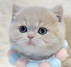 ds2.gif