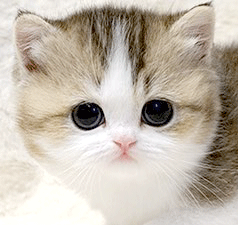 t2.gif