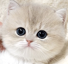 q1.gif