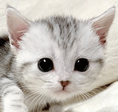 ppppp.gif