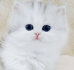 6544.gif