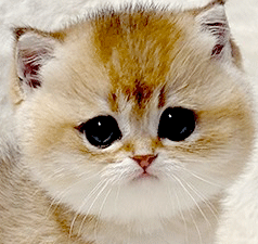 x2.gif