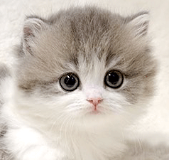 p1.gif