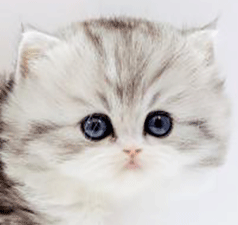 ii2.gif