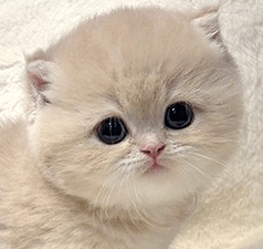 p111.gif