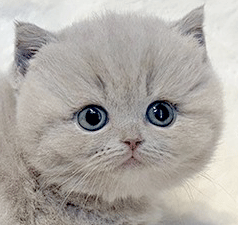 o2.gif