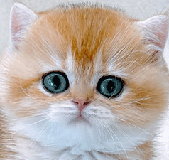e2.gif