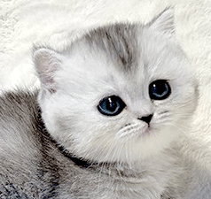5454.gif