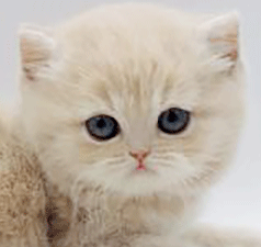 1122.gif