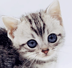 g2.gif