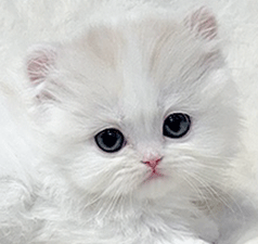 2112.gif
