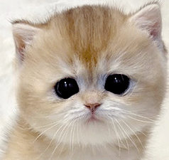 a2.gif