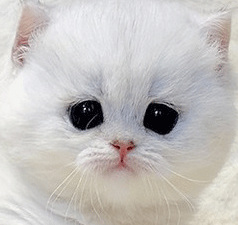 e2.gif