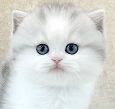 c1.gif