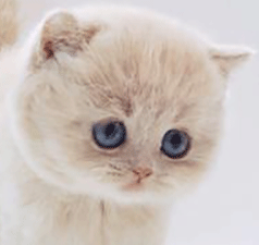 p1.gif