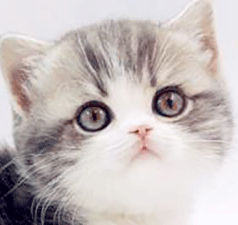 bb22.gif
