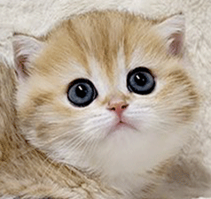 w1.gif