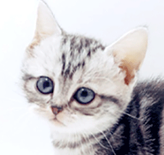 ee1.gif