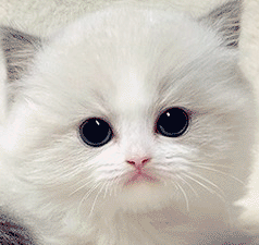 e2.gif