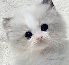 s2.gif