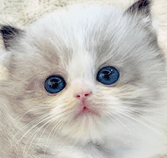 l2.gif