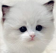 t2.gif
