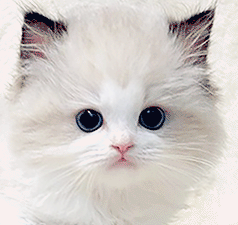 a1.gif