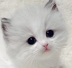 y2.gif