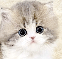 q2.gif