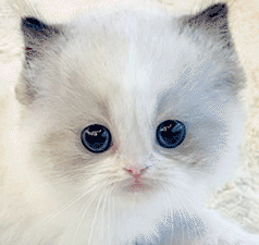 o1.gif