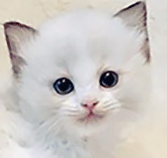 w2.gif