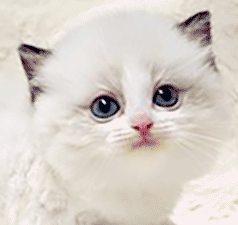 r2.gif