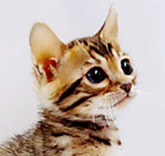 q1.gif