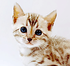 w2.gif