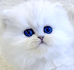 j1.gif