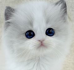 e1.gif