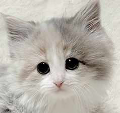 e1.gif