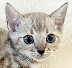 d1.gif