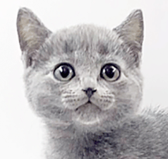 rb1.gif