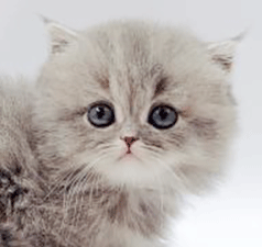 v1.gif