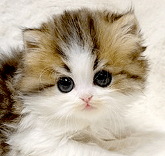 n1.gif