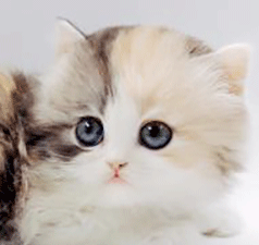 111.gif