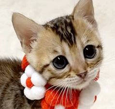 a1.gif