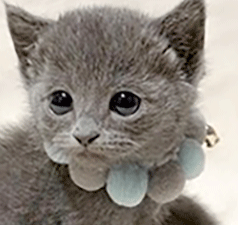 rr2.gif