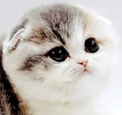 55.gif