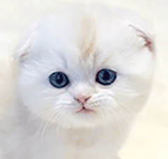 99.gif