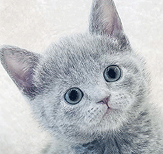 pp2.gif